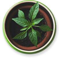 Accueil Potted Plant 1 1